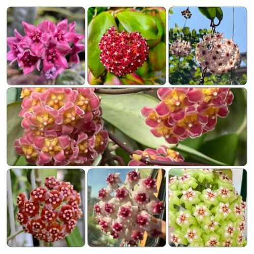 Guía Completa para el Cuidado y Decoración con el Set de Tres Plantas Hoya