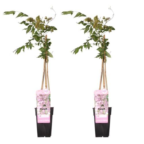Cultiva la elegancia en tu jardín con la Glicinia Rosa