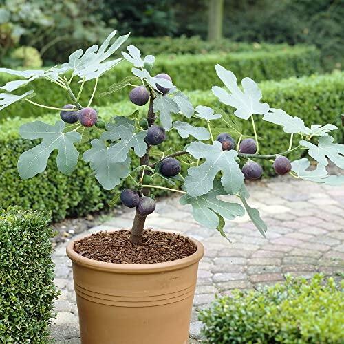 Cultiva tus propios higos en espacios reducidos con la higuera enana Ficus Little Miss Figgy