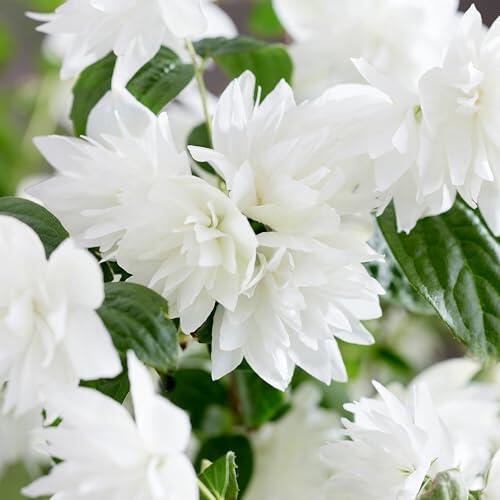 El secreto mejor guardado para un jardín aromático este verano