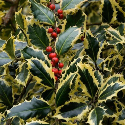 El toque elegante que tu jardín necesita: Acebo Argentea Marginata