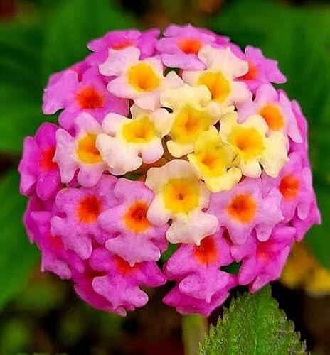 Guía Completa para el Cultivo de Lantana Camara: Esquejes de Flores Rosas y Amarillas