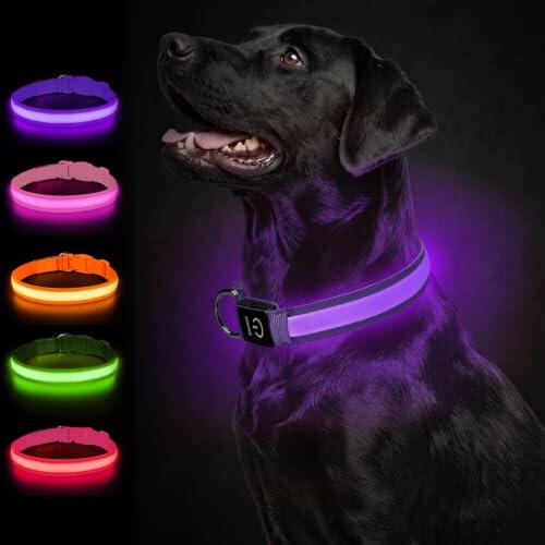 Iluminación nocturna para perros: Análisis del collar Joytale LED Morado Talla M