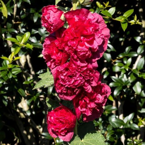 El color rojo intenso que transformará tu jardín este verano