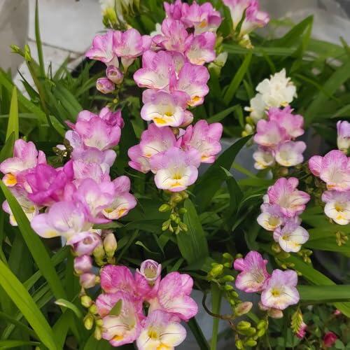 Guía completa para el cultivo y cuidado de los bulbos de fresia rosa