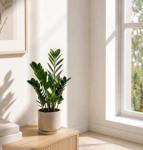 Planta natural Zamioculcas zamiifolia. 40-50 cm. Segura Garden. Planta de hojas verdes brillantes, resistente, purifica el aire y tolera poca luz y riego mínimo.