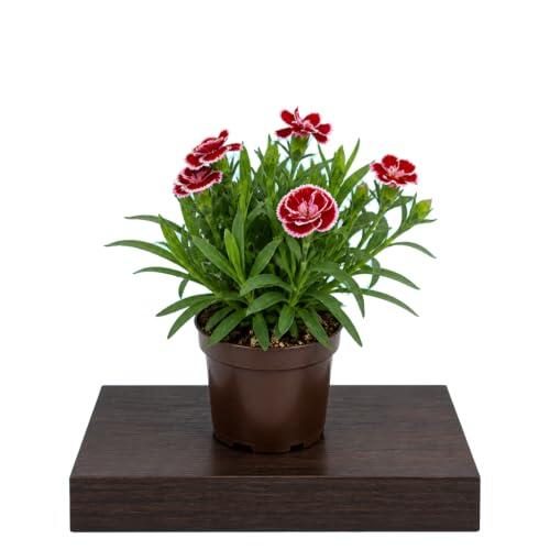 Color y Fragancia: Todo Sobre la Clavelina DECOALIVE