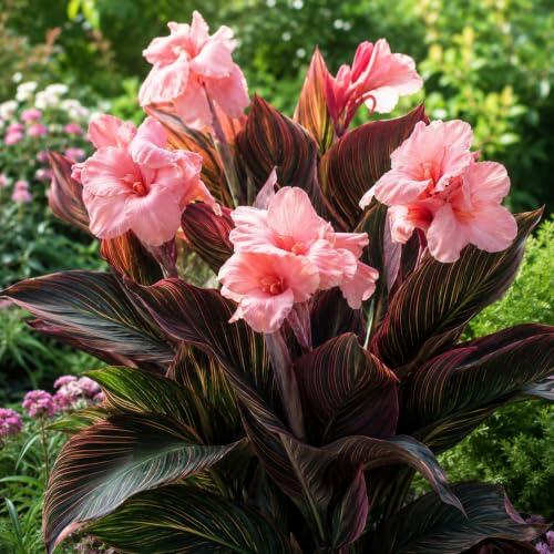Guía completa para el cultivo de rizomas de Canna: Plantas tropicales exóticas