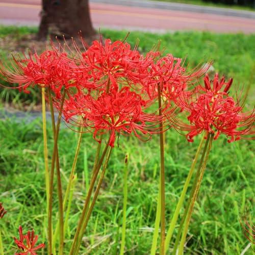 Magia Roja en el Jardín: Todo sobre el Cultivo del Lirio Araña