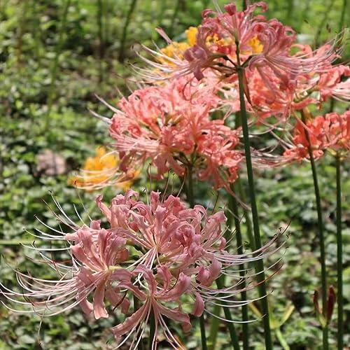 Guía completa para cultivar y decorar con Lirio Araña Lycoris Radiata en tu hogar
