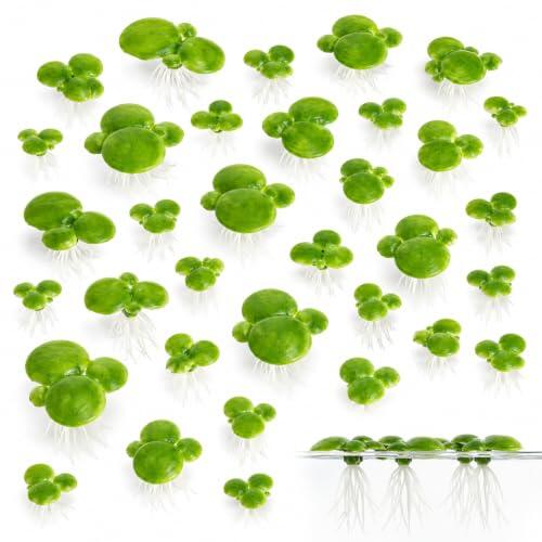 RhiVrillion Plantas Acuario Artificiales 36 Piezas, Raíces Blancas Flotantes, Decoración para Pecera, Follaje Plástico de Agua Dulce