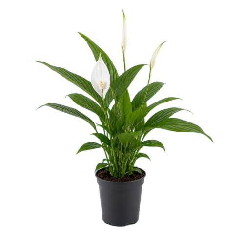 Spathiphyllum Wallisii Cuna de Moisés de DECOALIVE | Planta Natural de Interior | Maceta 9 cm de Diámetro | Altura 20 cm