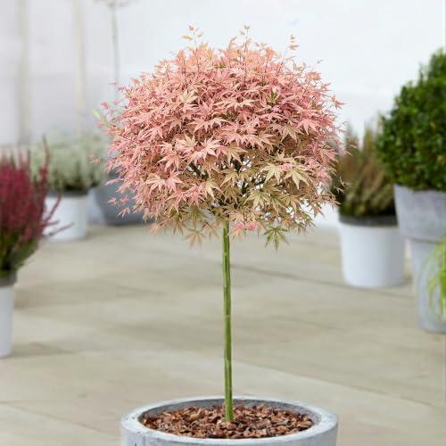 Arte y Naturaleza: Conoce el Arce Japonés Acer Taylor