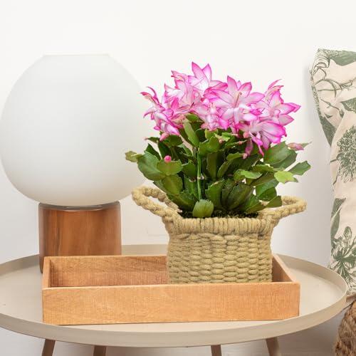 Cactus de Navidad Schlumbergera Rosa - Planta de Interior | Cactus de Navidad en flor, planta de interior colorida y festiva, ideal para decorar el hogar en invierno.