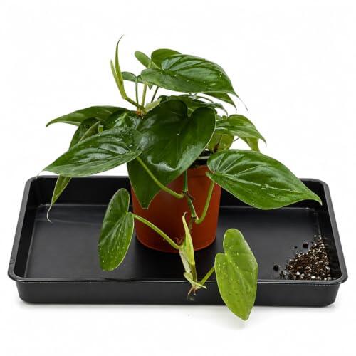 Planta Filodendro Corazón Verde para Coleccionistas - DECOALIVE