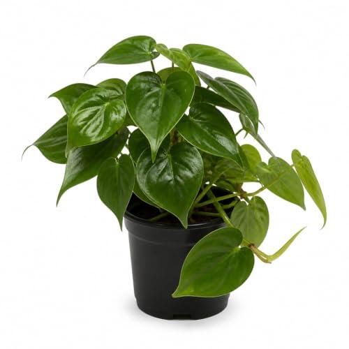 Planta Philodendron Scandens Verde para Estanterías DECOALIVE | Filodendro Verde, Philodendron Hederaceum, Maceta de 12 cm y Altura 15-20 cm