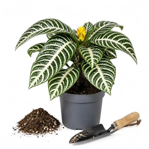 Planta Cebra - Aphelandra Squarrosa Diámetro 13 cm DECOALIVE | Planta Natural, Planta Afelandra, con Maceta 25-30 cm para Interiores