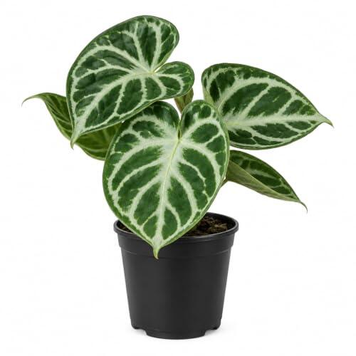 Planta Natural Anturio de Cristal Plateado Altura 35-40 cm DECOALIVE
