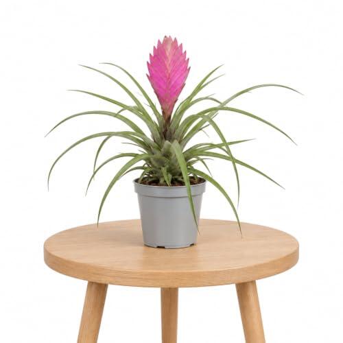 DECOALIVE | Tillandsia Cyanea | Planta Natural Altura 20-25 cm