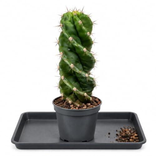 Planta Natural Cactus Tornillo Ø 10 cm - DECOALIVE para Coleccionistas | Cereus Forbesii Spiralis, Cactus Espiral, Maceta 10 cm y Altura 25-30 cm