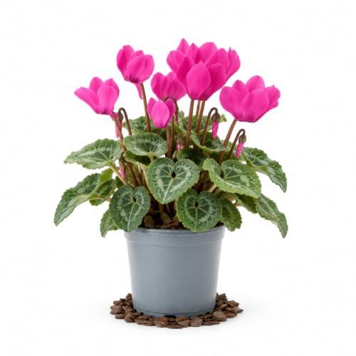 DECOALIVE Planta para Comedor | Ciclamen Mix Diámetro 10 cm