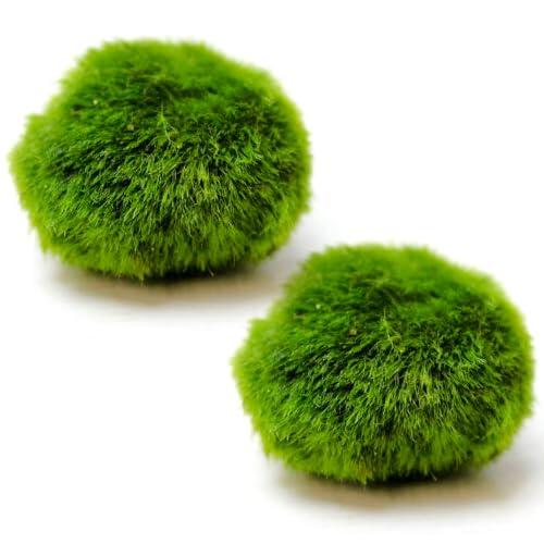 Ameble Paquete de 2 Bolas de Musgo Marimo Vivo para Acuario, decoración de peceras, Verde de 1, 46 a 1, 57 Pulgadas, Musgo acuático Natural, hábitat de camarones Betta