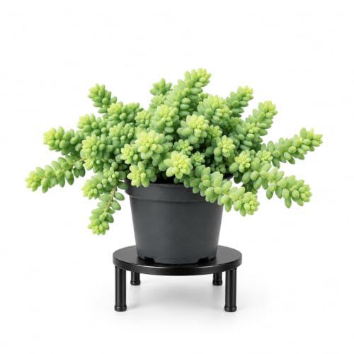 DECOALIVE | Sedum Burrito | Maceta de 12 cm | Planta Natural | Sedum Morganianum. Planta Cola de Burro y Sedum Colgante con Ø 12 cm y Altura 20 cm