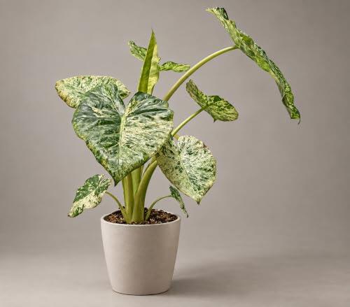 Garden Center Shop | Alocasia Macrorrhiza M13 | Planta Tropical Natural de Hojas Grandes | Oreja de Elefante Decorativa | Interior Luminoso o Exterior Protegido