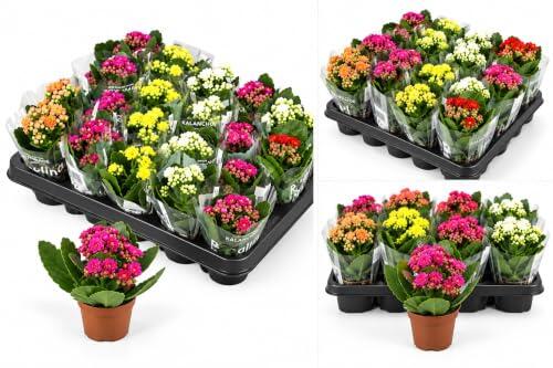 Genérico Pack de 20 Mini Kalanchoe Natural en Maceta de 6 cm | Flores de Colores Surtidos, Para Decoración, Regalos y Celebraciones