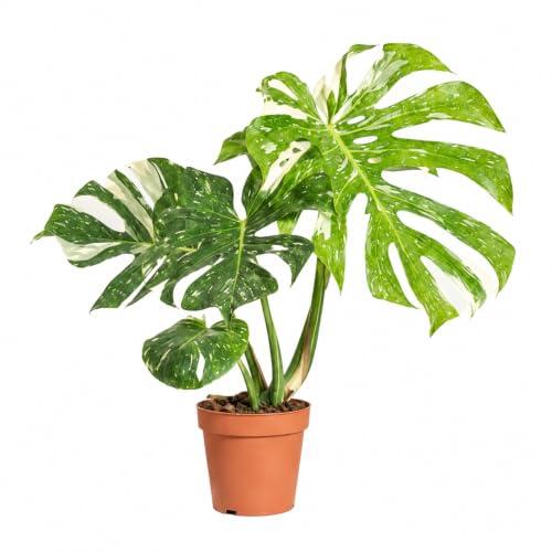 Bloomique Monstera Deliciosa Thai Constellation - Planta de flores abigarradas - Planta de interior - También apto para enredaderas - Fácil de cuidar - Altura 25-30 cm - Maceta 12 cm