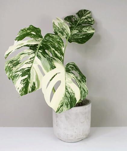 Plantfy Monstera Albo Variegata Talla M, 50-70 cm, Verde y Blanco | Variegación Natural
